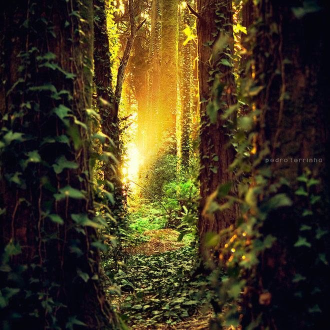 beatiful-dream-colorful-pedro-terrinha-photography
